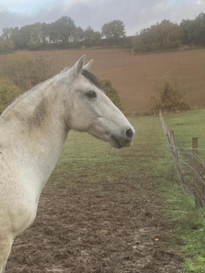 Chez Sophie - Gite Et Gite Equestre Clermont-Dessous Eksteriør bilde